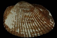 藏品(大毛蚶)的圖片